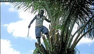 Hernando Renteria is among the farmers who returned to his land in Choco to find it planted with African palm oil trees, one of which he's hacking down. Photo: Juan Forero/Washington Post