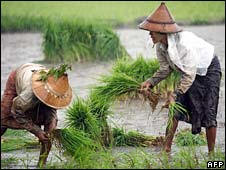 Farmers in the Irrawaddy delta normally provide two-thirds of Burma's rice harvest. Photo: AFP