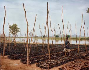 A new megafarm in Western Ethiopia, for palm-oil trees, sugar cane, rice and sesame.  All through the Rift Valley region, there are new fence posts signifying the recent rush for Ethiopian land. In the old days, farmers rarely bothered with such formal lines of demarcation, but now the country�s earth is in demand. One fence stretched on for a mile or more, very possibly belonging to Sheik Mohammed Al Amoudi, a Saudi Arabia-based oil-and-construction billionaire who was born in Ethiopia and maintains a close relationship with the Ethiopian Prime Minister Meles Zenawi�s autocratic regime.  Photo: Simon Norfolk/New York Times