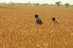 World cereal production is at its second-highest level ever, yet food prices remain very high. In Asia for example, prices are up 40-70 percent. Photo: Kamila Hyat/IRIN