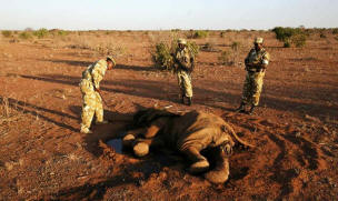 Kenya Wildlife Service rangers inspect the carcass of a baby elephant that died from the prolonged drought. Photo: Thomas Mukoya/Reuters