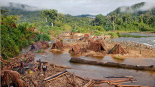Loggers at Masoala National Park. In the past year, the illicit trade in a scarce species of rosewoods has increased at least 25-fold. Photo:&nbsp;Toby Smith/Reportage by Getty Images