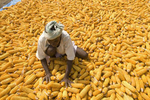 Photo of man standing in harvested corn. Olivier de Schutter, UN Human Rights Council�s Special Rapporteur on the Right to Food, says: �Food security is the elephant in the room, which WTO [the World Trade Organization] must address�, pointing out that food import bills had soared by a third for poor countries this year and that WTO rules left little space for developing country measures to improve their own food security. Photo: Bill and Melinda Gates Foundation