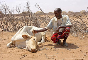 Abdille Muhamed with his dead cow&nbsp;Photo: Jaspreet Kindra/IRIN