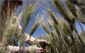 Victor Valenzuela selects wheat plants for breeding at the International Maize and Wheat Improvement Center in Mexico. Photo: Josh Haner/The New York Times 