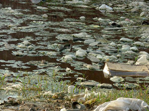 Garbage floating on stagnant water, a situation that promotes disease.  A new government study indicates that the water was unsafe to drink in 82 percent of water sources tested in districts across all four of Pakistan's provinces. Photo: Kamila Hyat/IRIN 