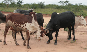 The Karimojong are moving away from nomadic ways of life and adopting agro-pastoralism. The UN World Food Programme (WFP), which has provided food aid to the arid northeastern Uganda region for over 40 years, has significantly scaled back and changed the dynamics of its Karamoja operations. These now support 150,000 people in extremely vulnerable households, down from one million in 2009. Photo: Jane Some/IRIN (file photo)