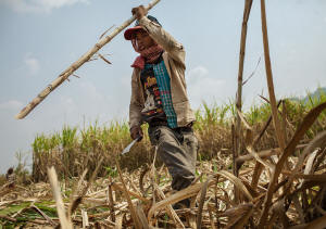 A worker harvesting sugar at a Phnom Penh Sugar plantation. Photo: Thomas Cristofoletti/New York Times