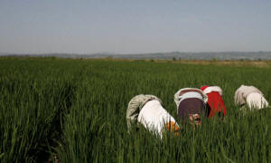 Picture of farm workers removing weeds from young plants at the palm oil plantation owned by Karuturi Global, near the town of Bako, in Ethiopia. Photograph: Jose Cendon/Getty Images