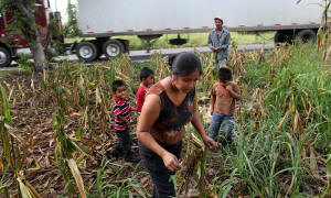 Jos� Antonio Alvarado and his family harvested corn in November on a highway median in Guatemala, where farmers struggle to find land. Richard Perry/The New York Times