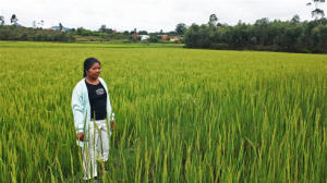 Rosalie Rabodozafy stands in her family’s flourishing rice field. Sambiana, her village, was selectied as one of 14 Millennium Villages, where it was hoped that that a large injection of public investment and foreign aid could boost household incomes, improving savings and local investment. Now the foreign aid is coming to an end. Photo: Andreea Câmpeanu/IRIN