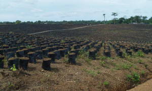 The Socfin palm oil nursery near Sahn Malen, Sierra Leone. Photo: Christian Aid