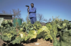 &nbsp;A farmer standing in his field  in the village of Mabalane in Lesotho�s Hoek District. Photo: Mujahid Safodien/IRIN