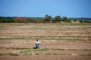 A man stands in the middle of parched paddy land in the northern Kilinochchi District. Credit: Amantha Perera/IPS