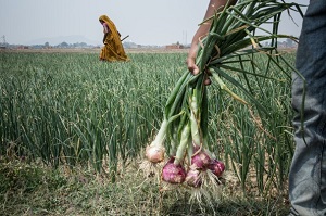 A worker holds onions grown on a plot of land sought by India's state-owned National Thermal Power Corporation. Photo: Enrico Fabian/Washington Post