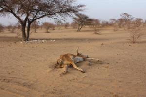 Carcasses dot the sandy landscape in southern Mauritania's Hodh El Chargui region, where a lack of rain has affected both wild vegetation growth and crops. Photo: Jaspreet Kindra/IRIN