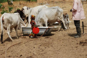 A little girl feeds the family herd in Kaduna State, Nigeria. Photo: Mohammad Ibrahim/IRIN 