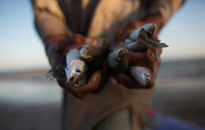 A fisherman holds his catch near the shores of a seaside village outside of Karachi. Photo: Max Becherer/Polaris Images for The Washington Post