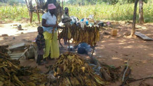 An unidentified woman from Zimbabwe's Mashonaland Central Province at Manzou Farm packs her tobacco with the help of her children as they prepare to leave following an eviction order. Photo: Jeffrey Moyo/IPS
