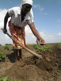 Woman farmer in Zimbabwe. Photo: � Busani Bafana/IPS